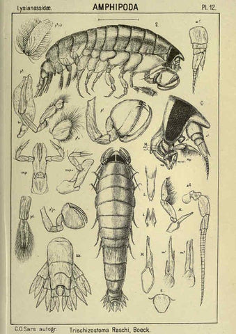 Reproducción/Reproduction 6194922269: An account of the Crustacea of Norway. v.1 Amphipoda (plates) Christiania,A. Cammermeyer,1895-1928