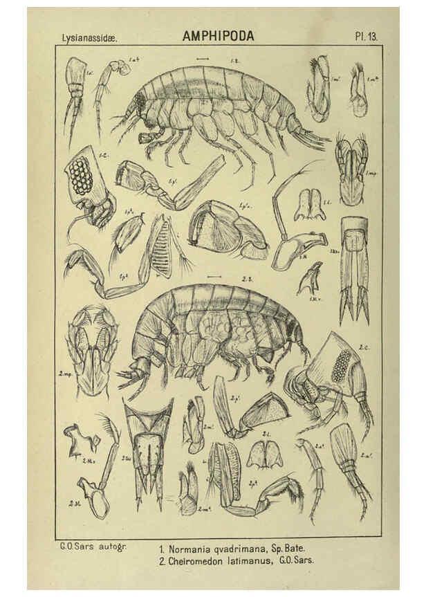 Reproducción/Reproduction 6195439568: An account of the Crustacea of Norway. v.1 Amphipoda (plates) Christiania,A. Cammermeyer,1895-1928