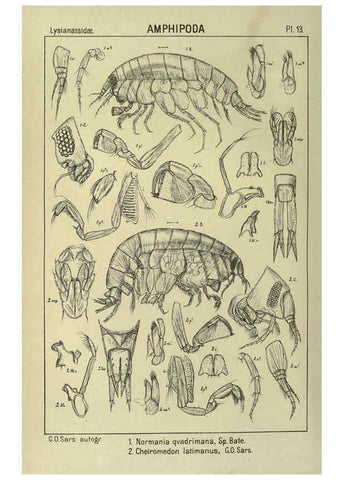 Reproducción/Reproduction 6195439568: An account of the Crustacea of Norway. v.1 Amphipoda (plates) Christiania,A. Cammermeyer,1895-1928