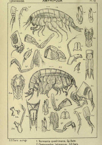 Reproducción/Reproduction 6195439568: An account of the Crustacea of Norway. v.1 Amphipoda (plates) Christiania,A. Cammermeyer,1895-1928