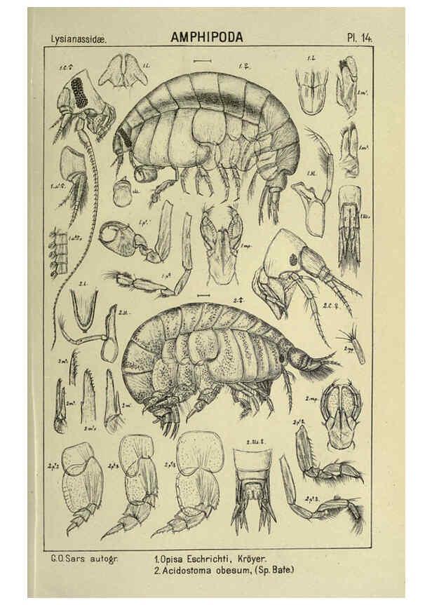 Reproducción/Reproduction 6194922623: An account of the Crustacea of Norway. v.1 Amphipoda (plates) Christiania,A. Cammermeyer,1895-1928
