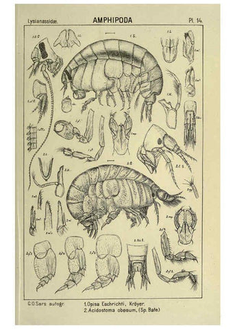 Reproducción/Reproduction 6194922623: An account of the Crustacea of Norway. v.1 Amphipoda (plates) Christiania,A. Cammermeyer,1895-1928