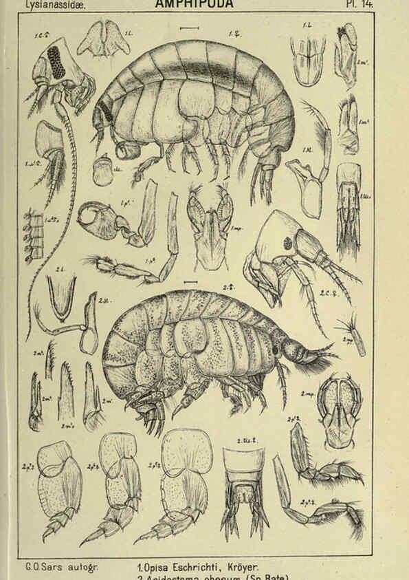 Reproducción/Reproduction 6194922623: An account of the Crustacea of Norway. v.1 Amphipoda (plates) Christiania,A. Cammermeyer,1895-1928
