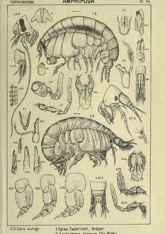Reproducción/Reproduction 6194922623: An account of the Crustacea of Norway. v.1 Amphipoda (plates) Christiania,A. Cammermeyer,1895-1928