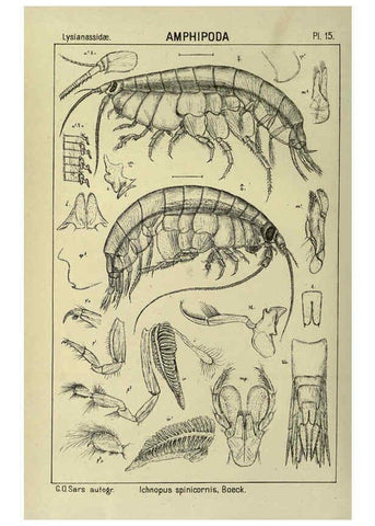 Reproducción/Reproduction 6195439964: An account of the Crustacea of Norway. v.1 Amphipoda (plates) Christiania,A. Cammermeyer,1895-1928