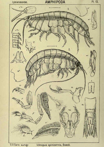 Reproducción/Reproduction 6195439964: An account of the Crustacea of Norway. v.1 Amphipoda (plates) Christiania,A. Cammermeyer,1895-1928