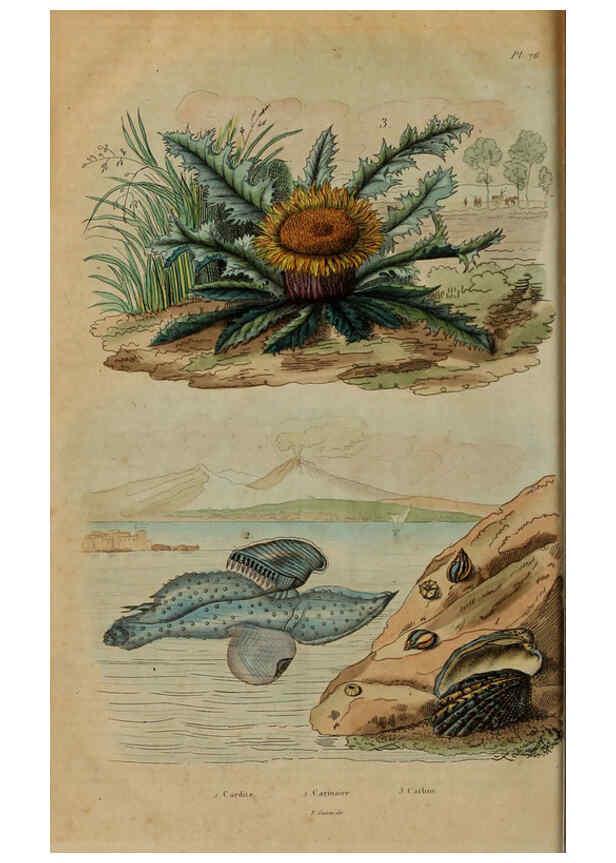 Reproducción/Reproduction 6194588355: Dictionnaire pittoresque d'histoire naturelle et des phénomènes de la nature. v.1 Paris,1833-[1840] 