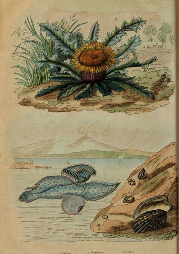 Reproducción/Reproduction 6194588355: Dictionnaire pittoresque d'histoire naturelle et des phénomènes de la nature. v.1 Paris,1833-[1840] 