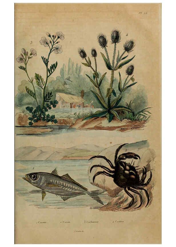 Reproducción/Reproduction 6195105018: Dictionnaire pittoresque d'histoire naturelle et des phénomènes de la nature. v.1 Paris,1833-[1840] 