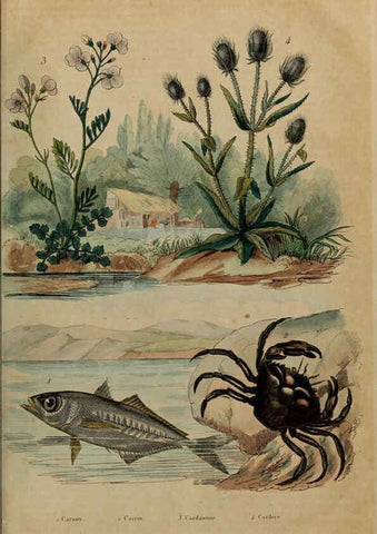 Reproducción/Reproduction 6195105018: Dictionnaire pittoresque d'histoire naturelle et des phénomènes de la nature. v.1 Paris,1833-[1840] 