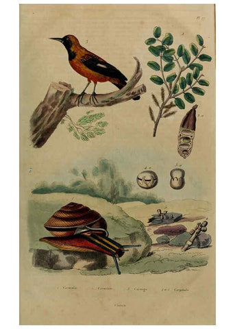Reproducción/Reproduction 6194588015: Dictionnaire pittoresque d'histoire naturelle et des phénomènes de la nature. v.1 Paris,1833-[1840] 