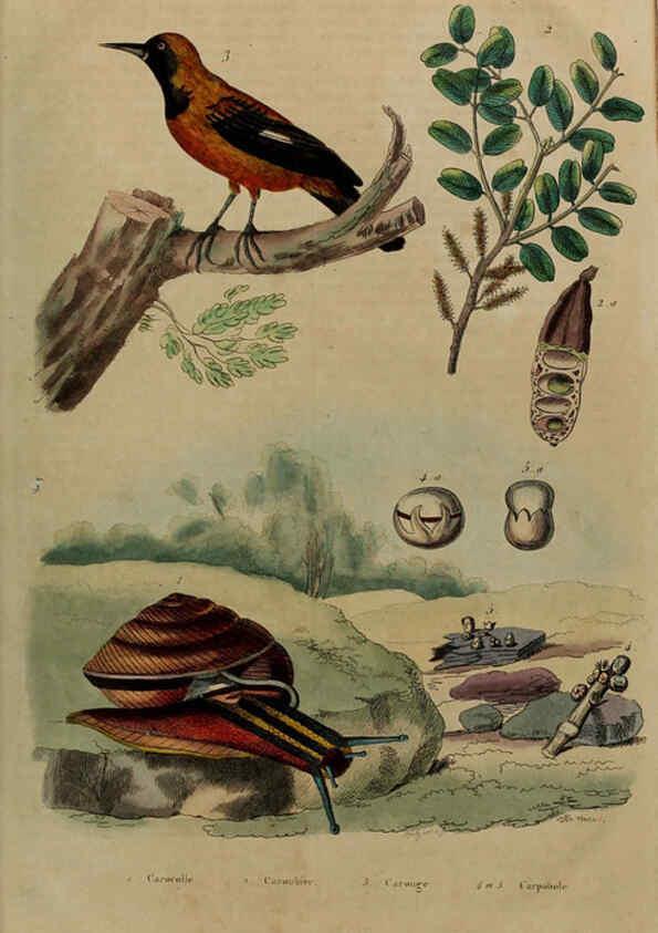 Reproducción/Reproduction 6194588015: Dictionnaire pittoresque d'histoire naturelle et des phénomènes de la nature. v.1 Paris,1833-[1840] 