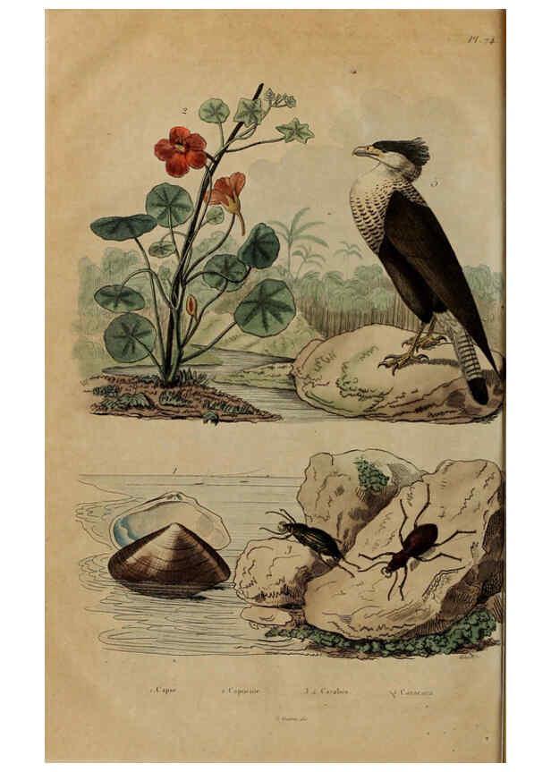 Reproducción/Reproduction 6195104540: Dictionnaire pittoresque d'histoire naturelle et des phénomènes de la nature. v.1 Paris,1833-[1840] 