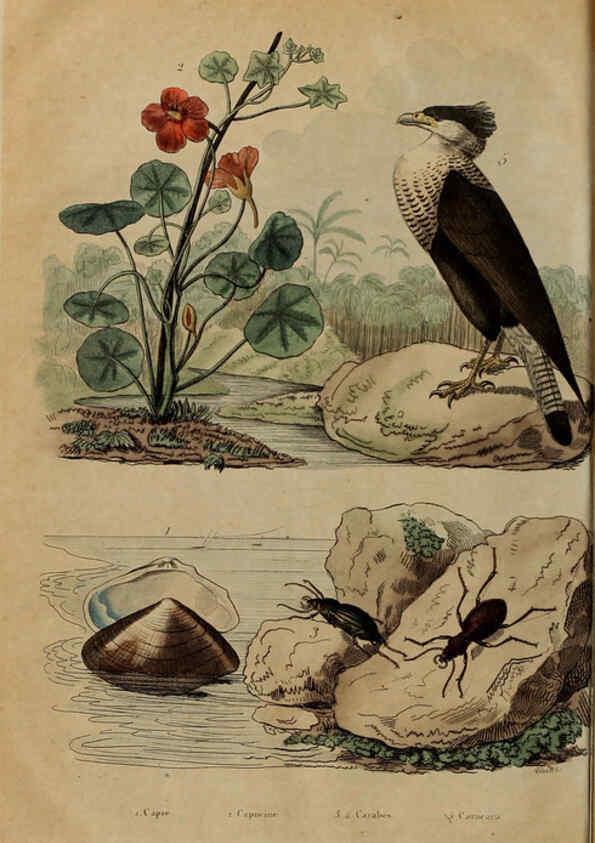 Reproducción/Reproduction 6195104540: Dictionnaire pittoresque d'histoire naturelle et des phénomènes de la nature. v.1 Paris,1833-[1840] 