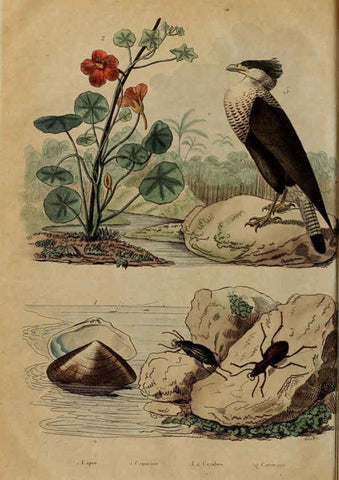 Reproducción/Reproduction 6195104540: Dictionnaire pittoresque d'histoire naturelle et des phénomènes de la nature. v.1 Paris,1833-[1840] 