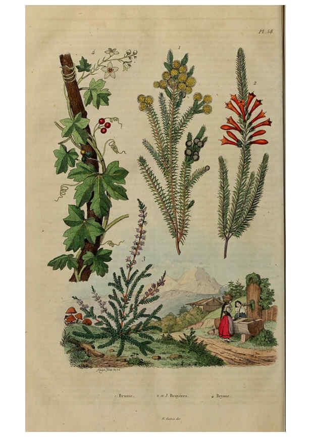 Reproducción/Reproduction 6194584247: Dictionnaire pittoresque d'histoire naturelle et des phénomènes de la nature. v.1 Paris,1833-[1840] 