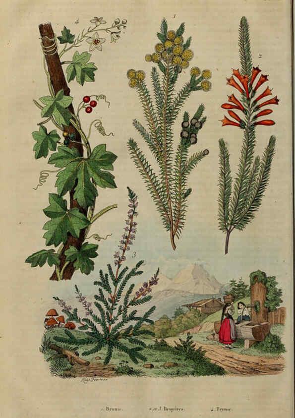 Reproducción/Reproduction 6194584247: Dictionnaire pittoresque d'histoire naturelle et des phénomènes de la nature. v.1 Paris,1833-[1840] 
