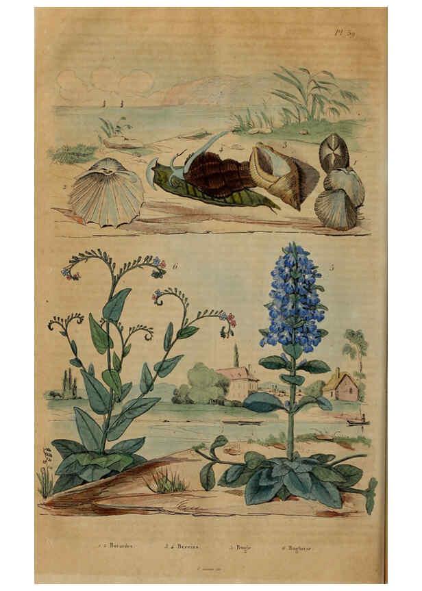 Reproducción/Reproduction 6194584465: Dictionnaire pittoresque d'histoire naturelle et des phénomènes de la nature. v.1 Paris,1833-[1840] 