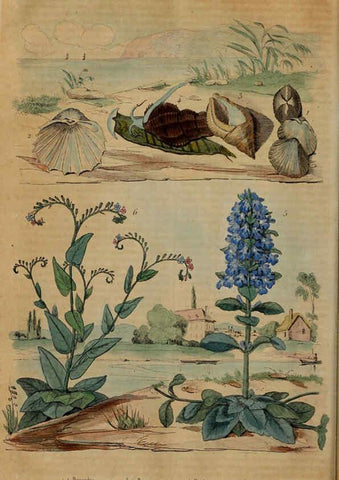 Reproducción/Reproduction 6194584465: Dictionnaire pittoresque d'histoire naturelle et des phénomènes de la nature. v.1 Paris,1833-[1840] 