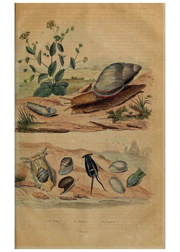 Reproducción/Reproduction 6195101566: Dictionnaire pittoresque d'histoire naturelle et des phénomènes de la nature. v.1 Paris,1833-[1840] 