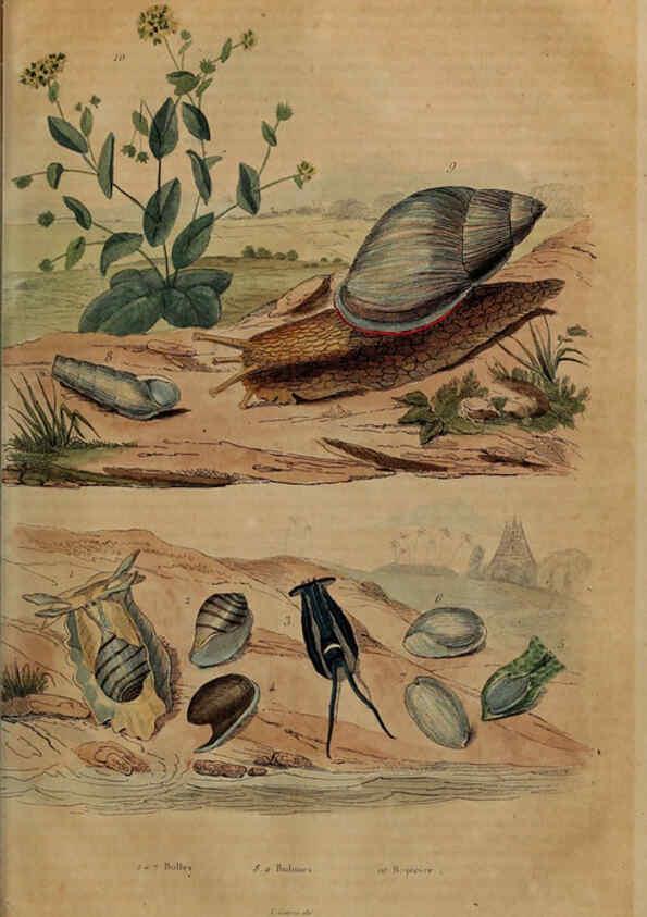 Reproducción/Reproduction 6195101566: Dictionnaire pittoresque d'histoire naturelle et des phénomènes de la nature. v.1 Paris,1833-[1840] 