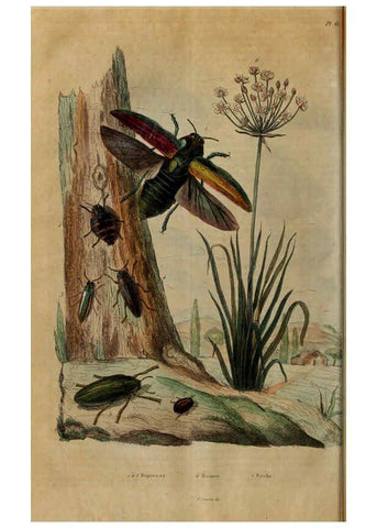 Reproducción/Reproduction 6195101772: Dictionnaire pittoresque d'histoire naturelle et des phénomènes de la nature. v.1 Paris,1833-[1840] 