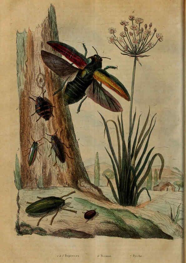Reproducción/Reproduction 6195101772: Dictionnaire pittoresque d'histoire naturelle et des phénomènes de la nature. v.1 Paris,1833-[1840] 