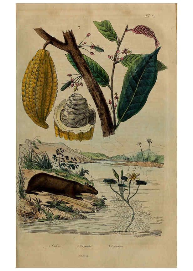 Reproducción/Reproduction 6194585069: Dictionnaire pittoresque d'histoire naturelle et des phénomènes de la nature. v.1 Paris,1833-[1840] 
