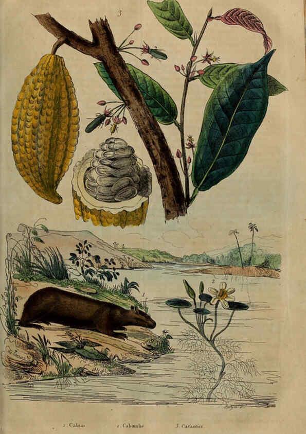 Reproducción/Reproduction 6194585069: Dictionnaire pittoresque d'histoire naturelle et des phénomènes de la nature. v.1 Paris,1833-[1840] 