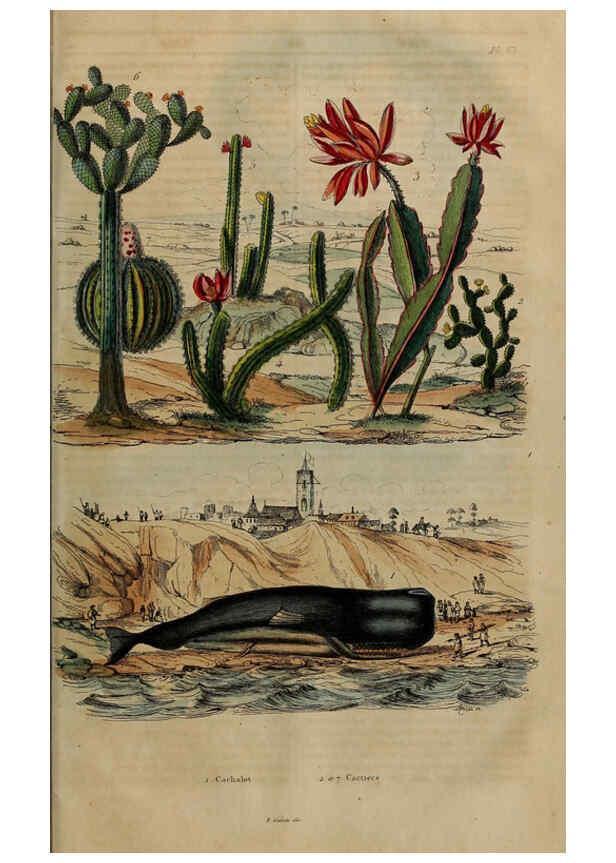 Reproducción/Reproduction 6195102114: Dictionnaire pittoresque d'histoire naturelle et des phénomènes de la nature. v.1 Paris,1833-[1840] 