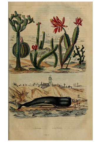 Reproducción/Reproduction 6195102114: Dictionnaire pittoresque d'histoire naturelle et des phénomènes de la nature. v.1 Paris,1833-[1840] 