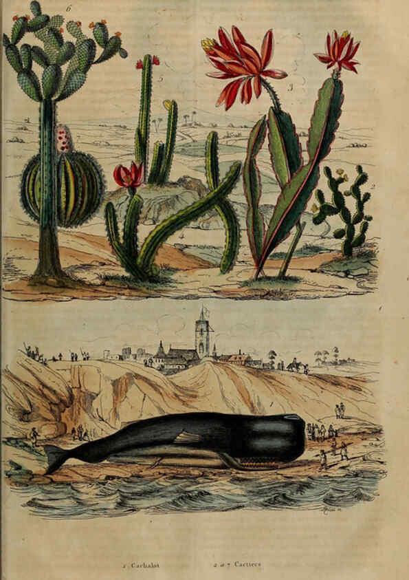 Reproducción/Reproduction 6195102114: Dictionnaire pittoresque d'histoire naturelle et des phénomènes de la nature. v.1 Paris,1833-[1840] 
