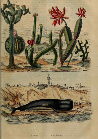 Reproducción/Reproduction 6195102114: Dictionnaire pittoresque d'histoire naturelle et des phénomènes de la nature. v.1 Paris,1833-[1840] 