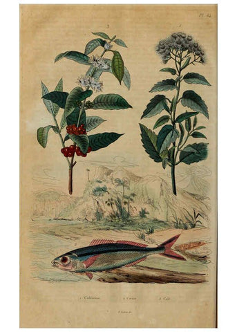 Reproducción/Reproduction 6194585613: Dictionnaire pittoresque d'histoire naturelle et des phénomènes de la nature. v.1 Paris,1833-[1840] 