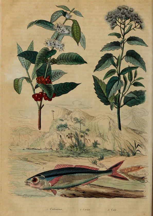 Reproducción/Reproduction 6194585613: Dictionnaire pittoresque d'histoire naturelle et des phénomènes de la nature. v.1 Paris,1833-[1840] 