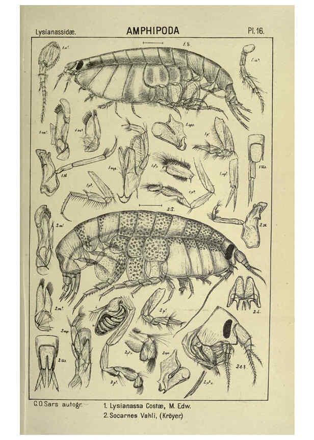 Reproducción/Reproduction 6195440168: An account of the Crustacea of Norway. v.1 Amphipoda (plates) Christiania,A. Cammermeyer,1895-1928