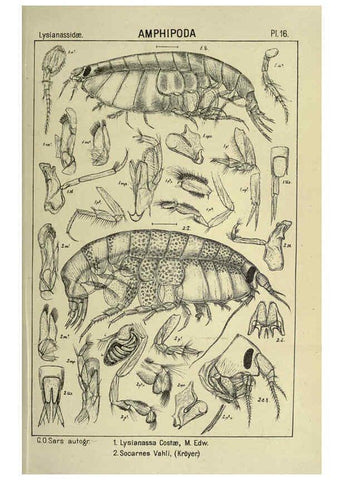 Reproducción/Reproduction 6195440168: An account of the Crustacea of Norway. v.1 Amphipoda (plates) Christiania,A. Cammermeyer,1895-1928