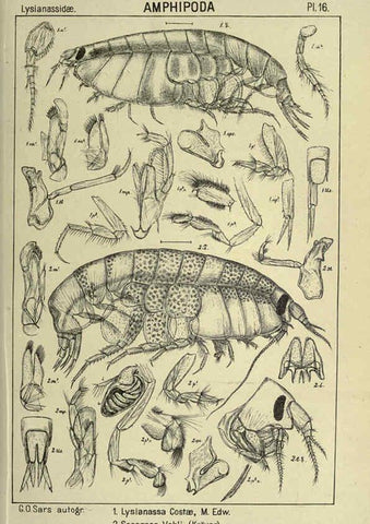 Reproducción/Reproduction 6195440168: An account of the Crustacea of Norway. v.1 Amphipoda (plates) Christiania,A. Cammermeyer,1895-1928