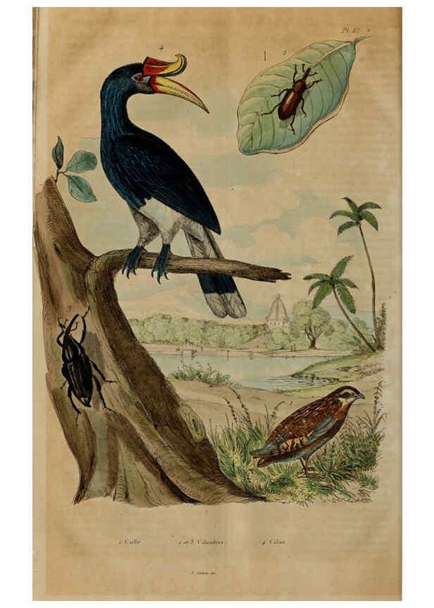 Reproducción/Reproduction 6194585835: Dictionnaire pittoresque d'histoire naturelle et des phénomènes de la nature. v.1 Paris,1833-[1840] 