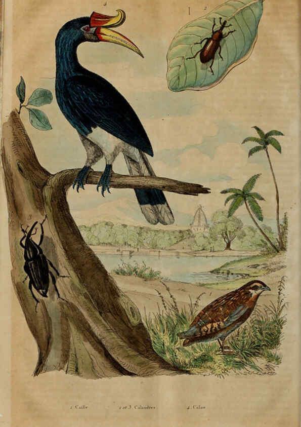 Reproducción/Reproduction 6194585835: Dictionnaire pittoresque d'histoire naturelle et des phénomènes de la nature. v.1 Paris,1833-[1840] 