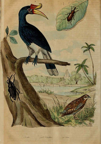 Reproducción/Reproduction 6194585835: Dictionnaire pittoresque d'histoire naturelle et des phénomènes de la nature. v.1 Paris,1833-[1840] 