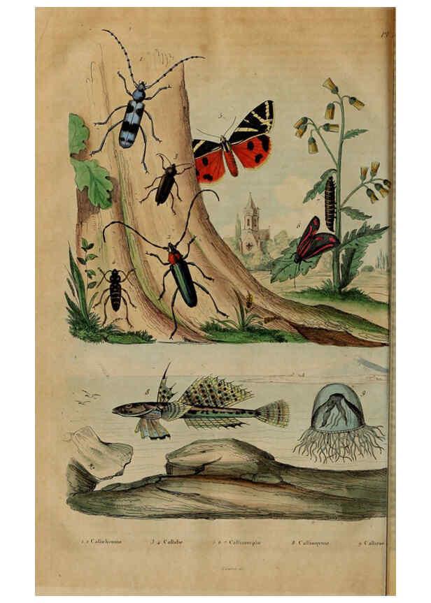 Reproducción/Reproduction 6195103004: Dictionnaire pittoresque d'histoire naturelle et des phénomènes de la nature. v.1 Paris,1833-[1840] 