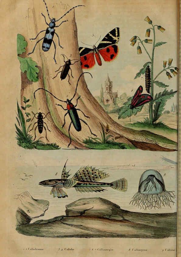 Reproducción/Reproduction 6195103004: Dictionnaire pittoresque d'histoire naturelle et des phénomènes de la nature. v.1 Paris,1833-[1840] 