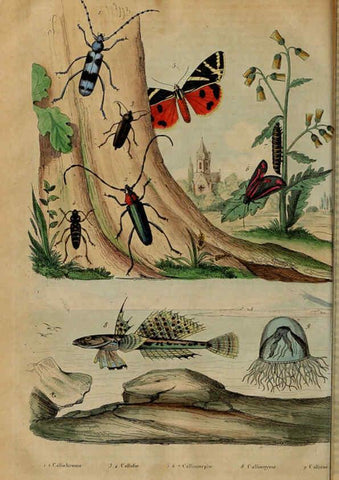 Reproducción/Reproduction 6195103004: Dictionnaire pittoresque d'histoire naturelle et des phénomènes de la nature. v.1 Paris,1833-[1840] 