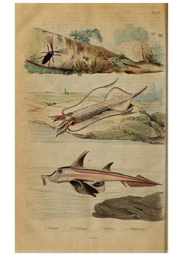 Reproducción/Reproduction 6195103242: Dictionnaire pittoresque d'histoire naturelle et des phénomènes de la nature. v.1 Paris,1833-[1840] 