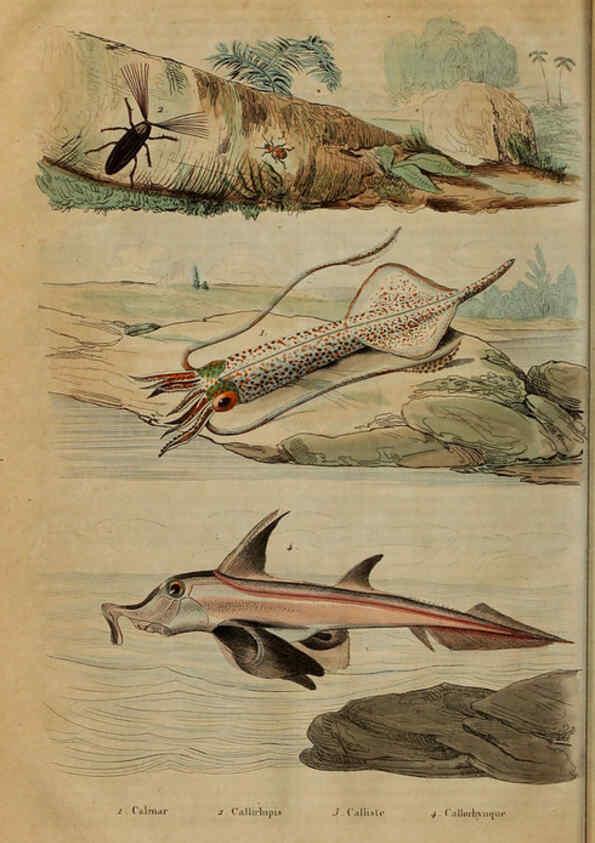 Reproducción/Reproduction 6195103242: Dictionnaire pittoresque d'histoire naturelle et des phénomènes de la nature. v.1 Paris,1833-[1840] 