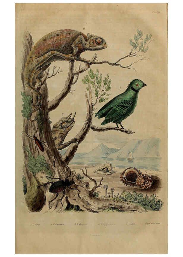 Reproducción/Reproduction 6195103498: Dictionnaire pittoresque d'histoire naturelle et des phénomènes de la nature. v.1 Paris,1833-[1840] 