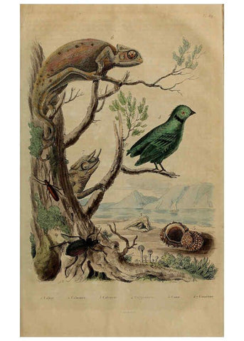 Reproducción/Reproduction 6195103498: Dictionnaire pittoresque d'histoire naturelle et des phénomènes de la nature. v.1 Paris,1833-[1840] 