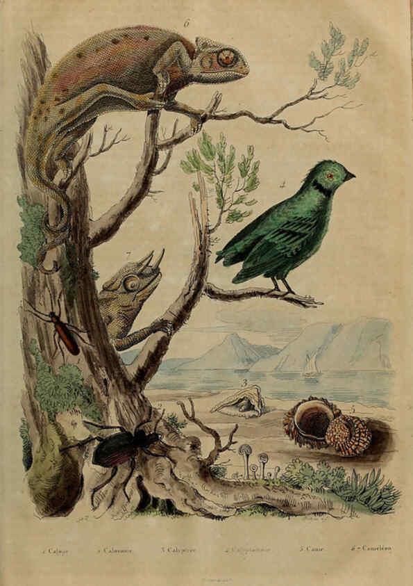 Reproducción/Reproduction 6195103498: Dictionnaire pittoresque d'histoire naturelle et des phénomènes de la nature. v.1 Paris,1833-[1840] 