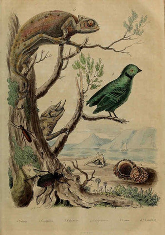 Reproducción/Reproduction 6195103498: Dictionnaire pittoresque d'histoire naturelle et des phénomènes de la nature. v.1 Paris,1833-[1840] 